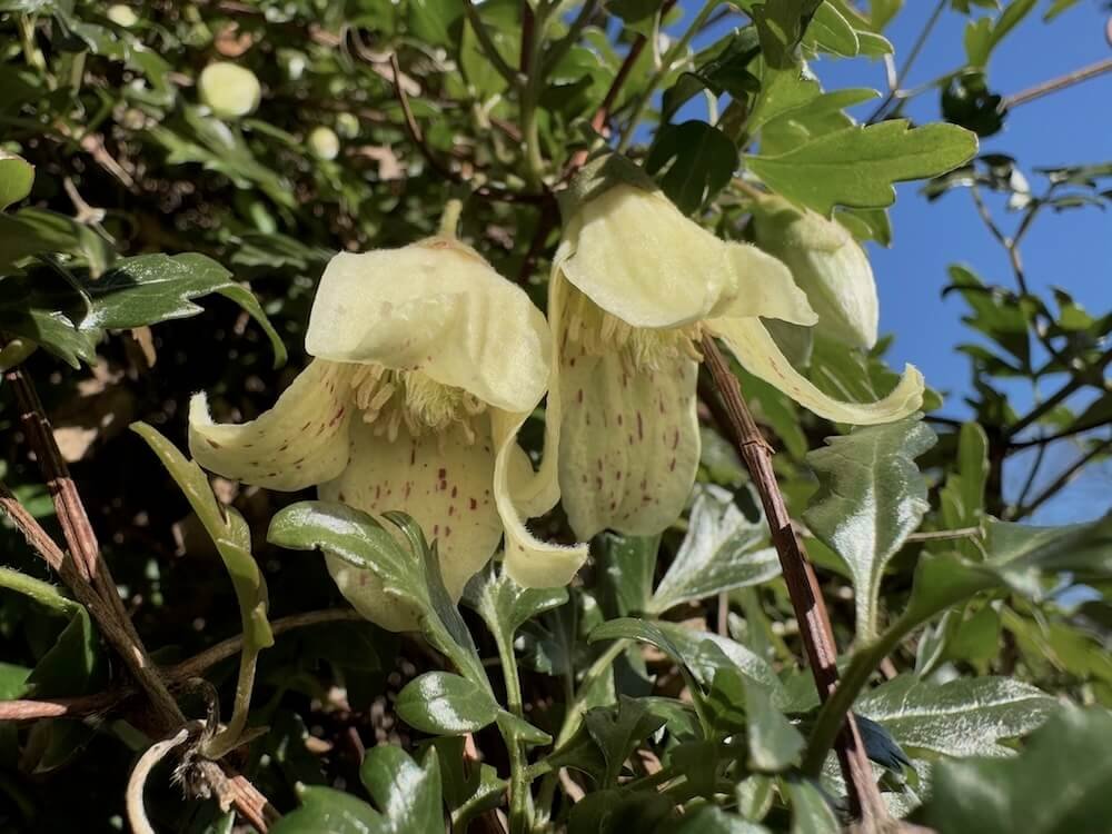Clematis cirrhosa var. balearica