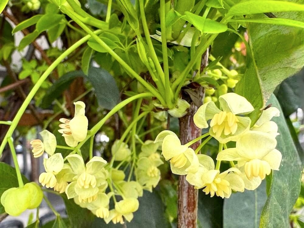 Akebia quinata 'Alba'