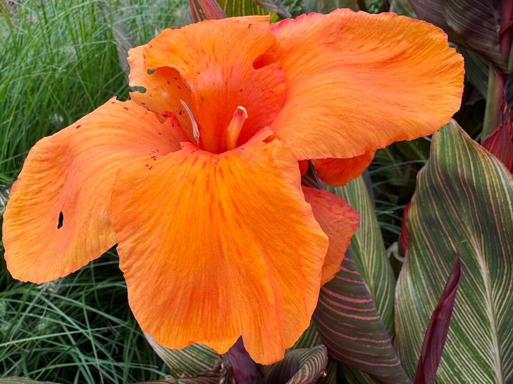 Canna indica 'Phasion'
