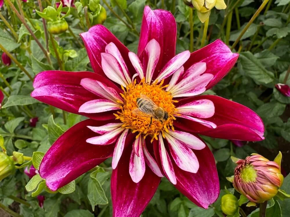 Dahlia 'Bee-Yond'