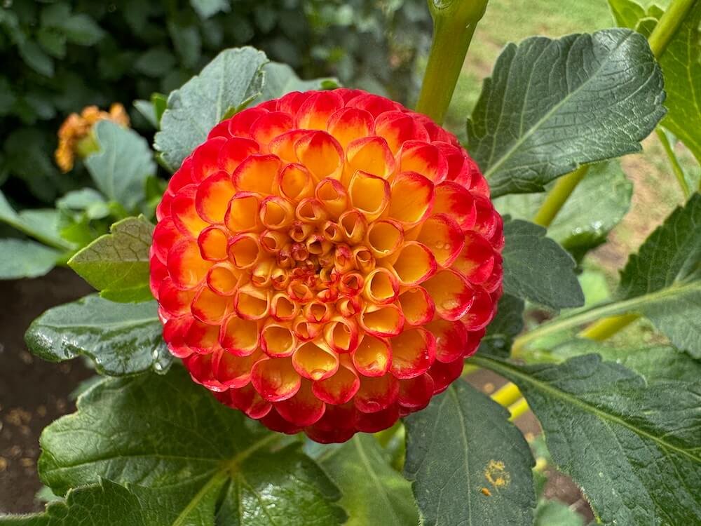 Dahlia 'Kasasagi'