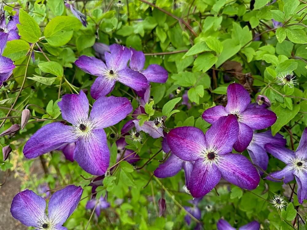 Clematis 'Venosa Violacea'