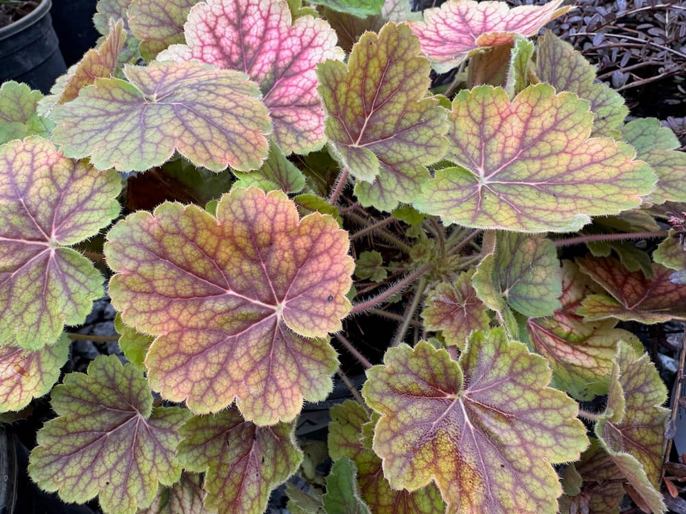 Heuchera x 'TNHEUNESI'
