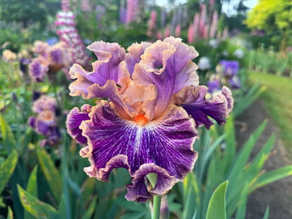 Irises