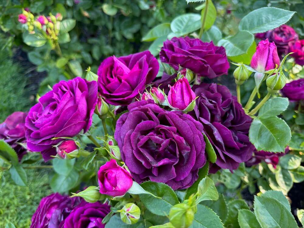 Roses