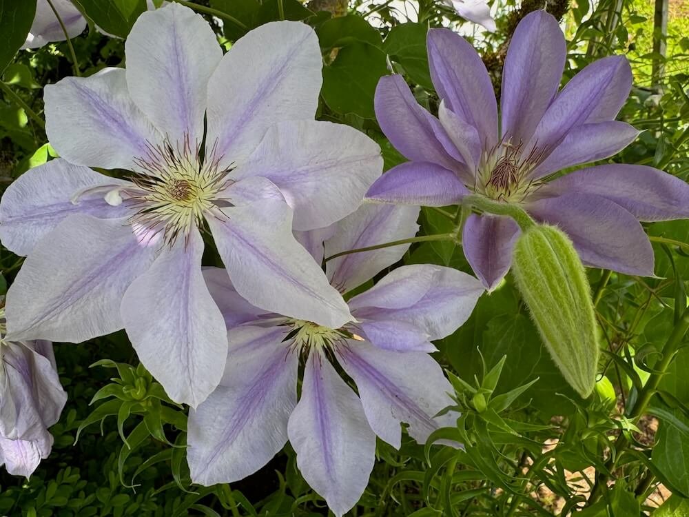 Clematis 'Lady Caroline Nevill'
