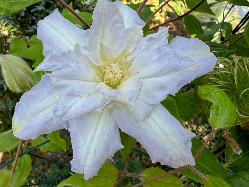 Clematis 'Chalcendony'