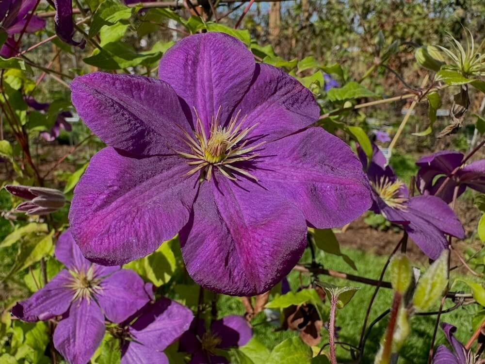 Clematis 'Perrin's Pride'