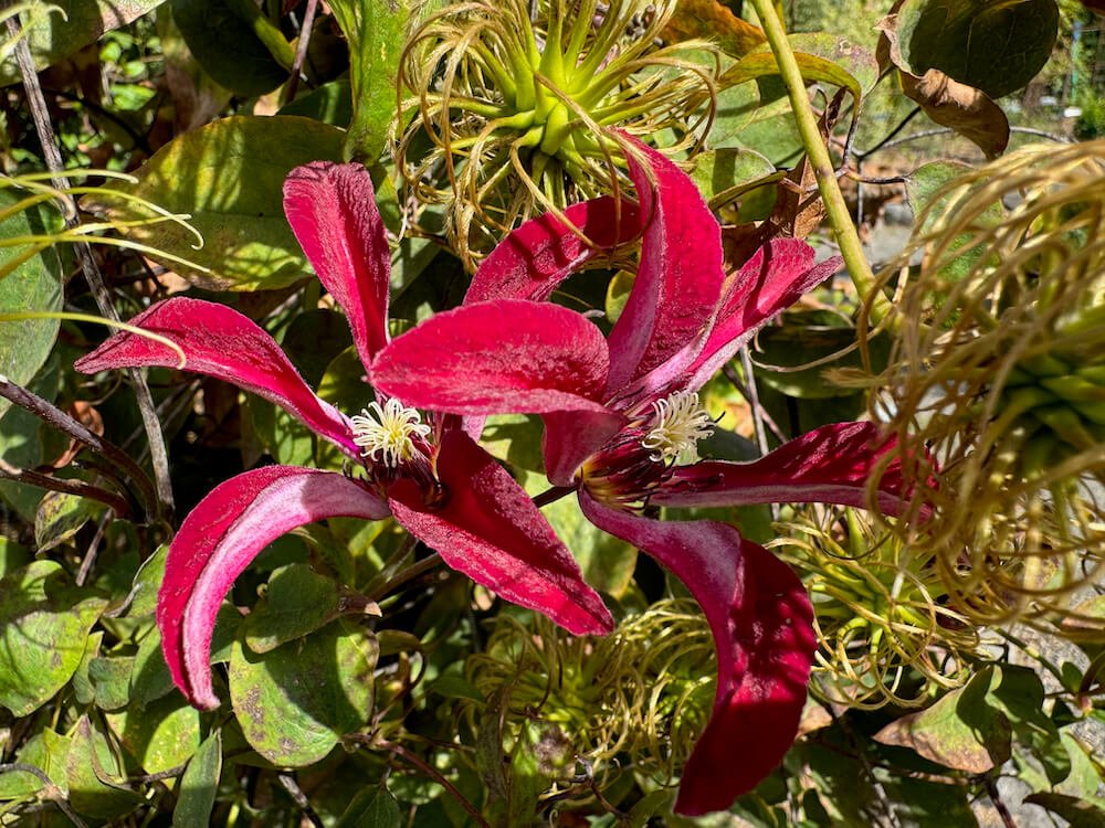 Clematis 'Gravetye Beauty'