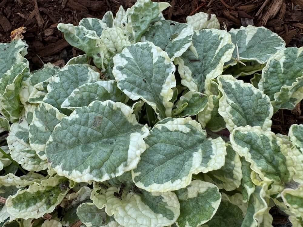 Ajuga reptans ‘Pink Lightning’