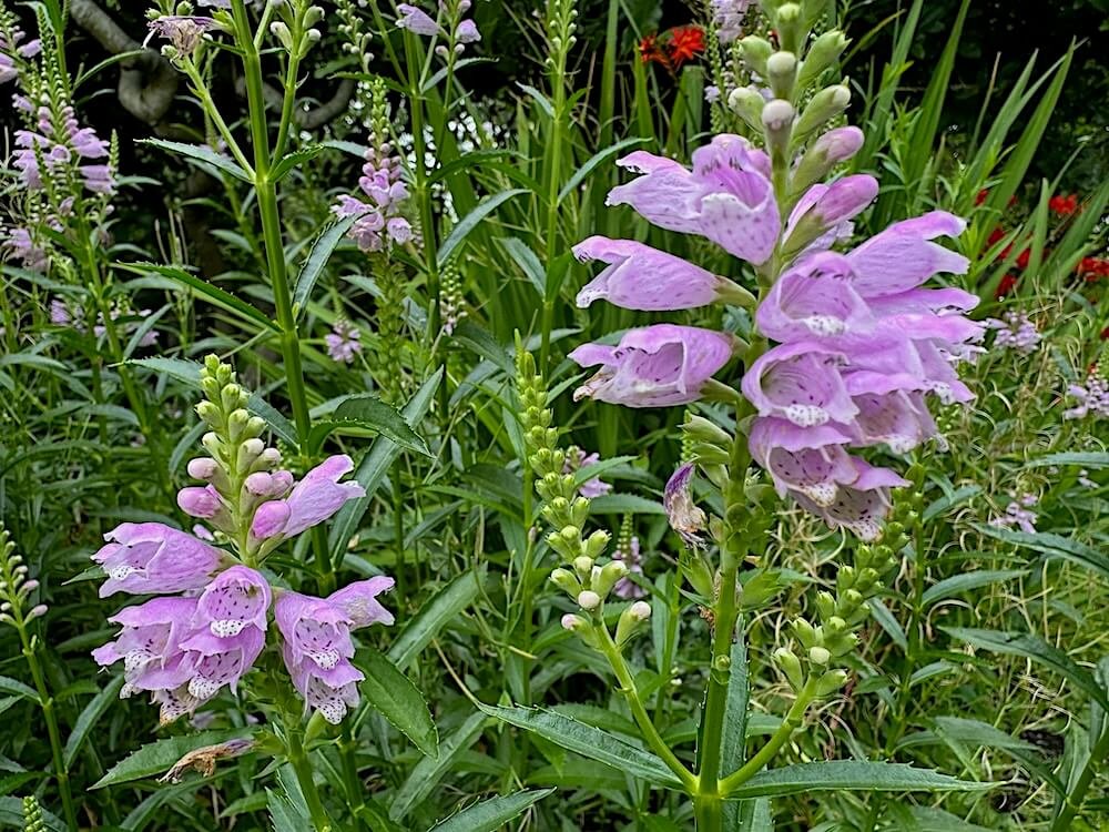 Physostegia virginiana