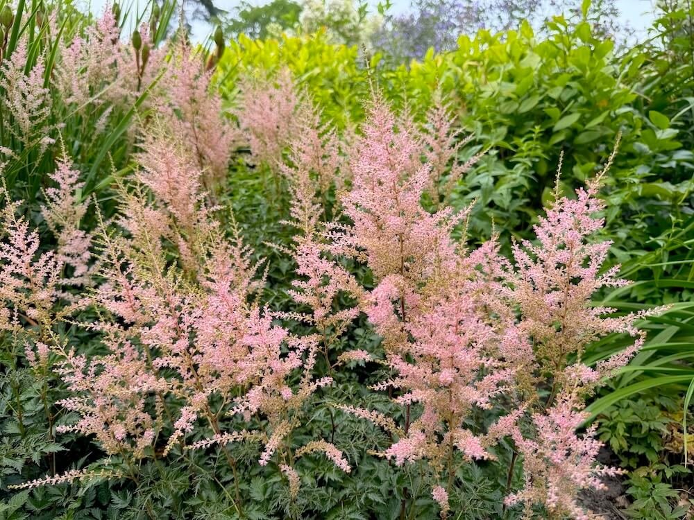 Astilbe simplicifolia 'Hennie Graafland'