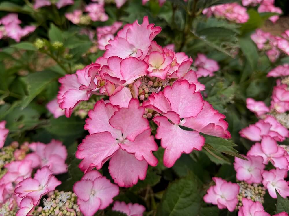 Close-up of Hydrangea macrophylla 'French Cancan' blooms with ruffled pink-to-magenta picotee petals and pale green centers against dark green foliage