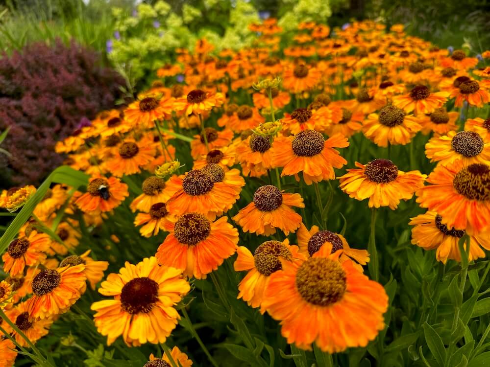 Close-up of vibrant orange and golden Helenium 'Sahin's Early Flowerer' blooms with chocolate-brown central cones in a lush garden bed