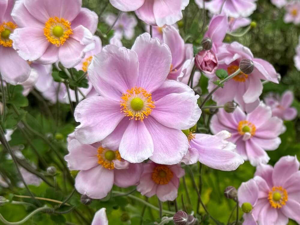 Anemone 'Royal Blush'