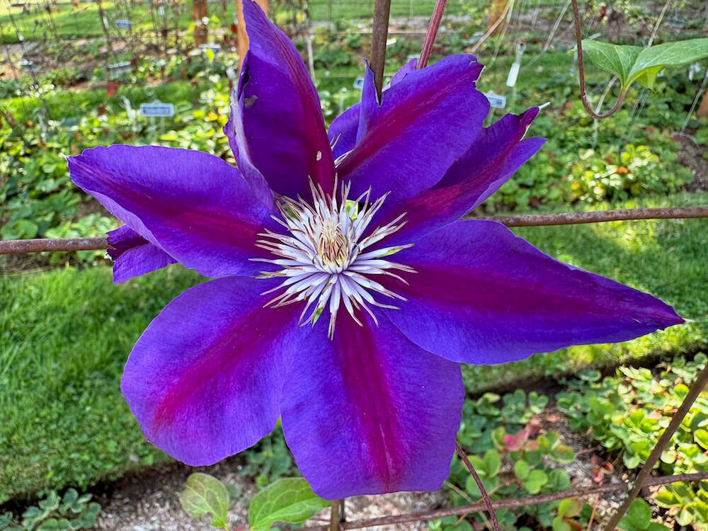Clematis Anna Louise 'Evithree'