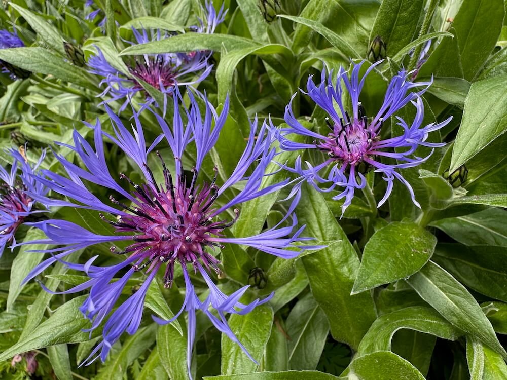 Centaurea montana
