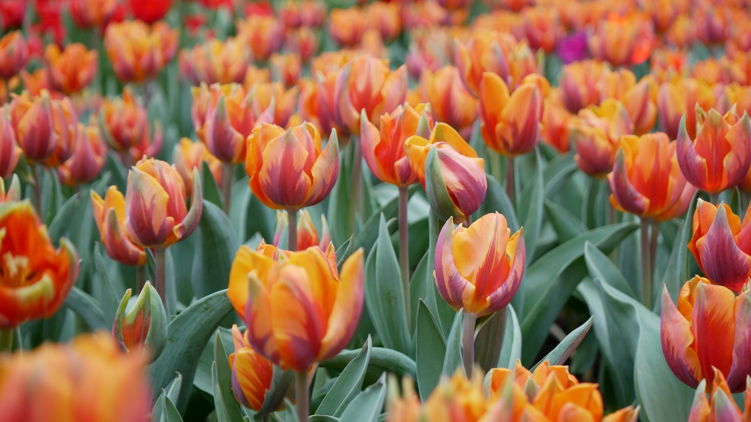 Spring-flowering bulbs ready for fall planting