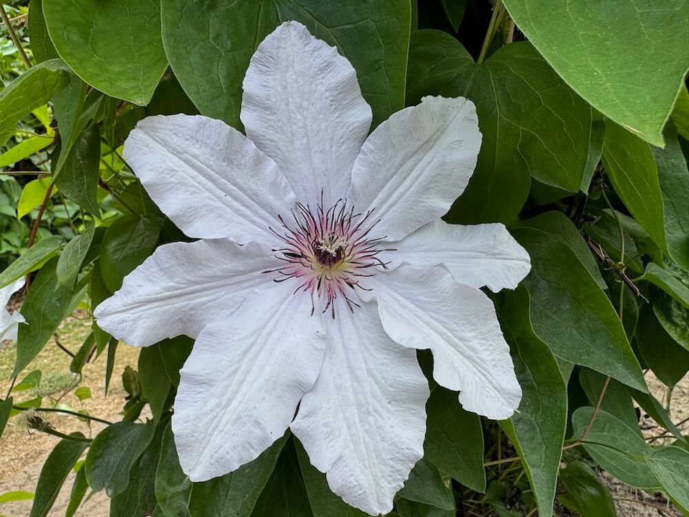 Clematis 'Snow Queen'