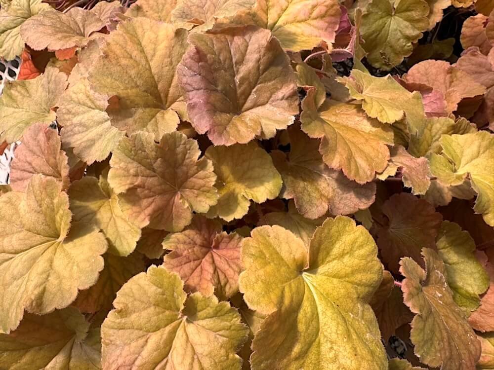 Heuchera x 'TNHEUNEA'