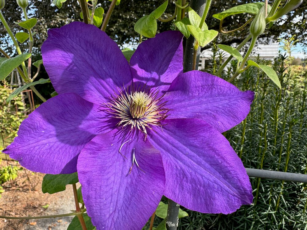 Clematis 'Edomurasaki'